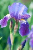 blue - purple iris flower with bokeh background