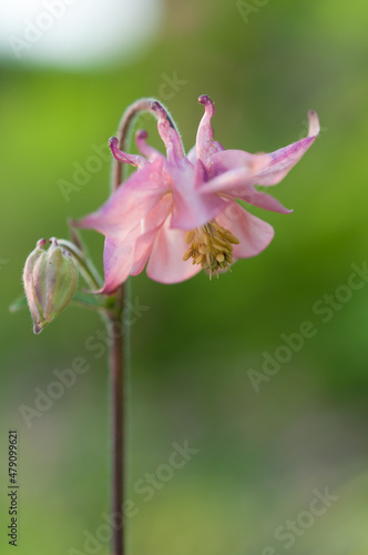 pink Aquilegia (commonly known as columbine) on green bokeh background