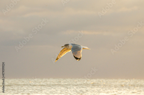 Seagull Morning Raise