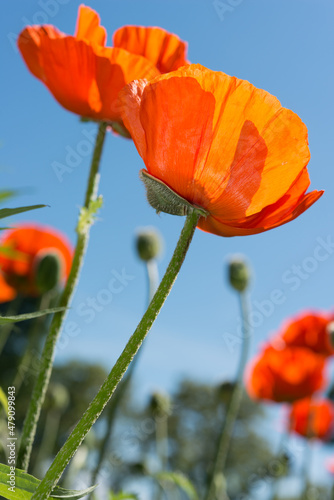 balanced composition with poppies and poppy buds on a blue sky