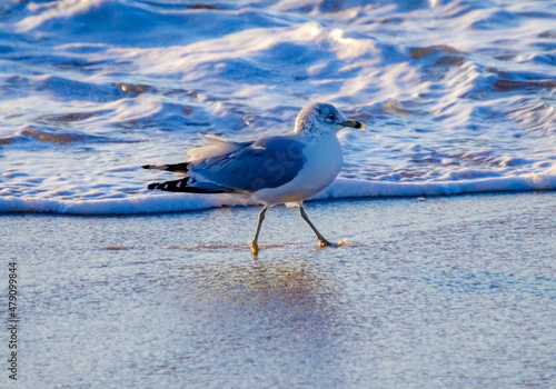 Seagull Morning Raise