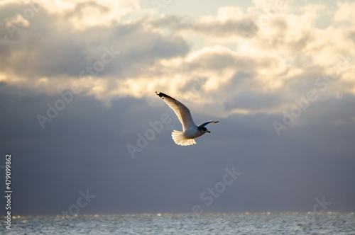 Seagull Morning Raise