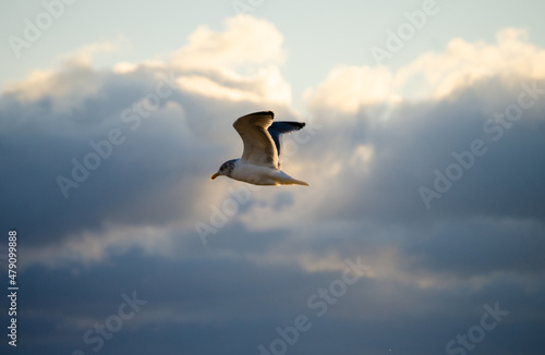 Seagull Morning Raise