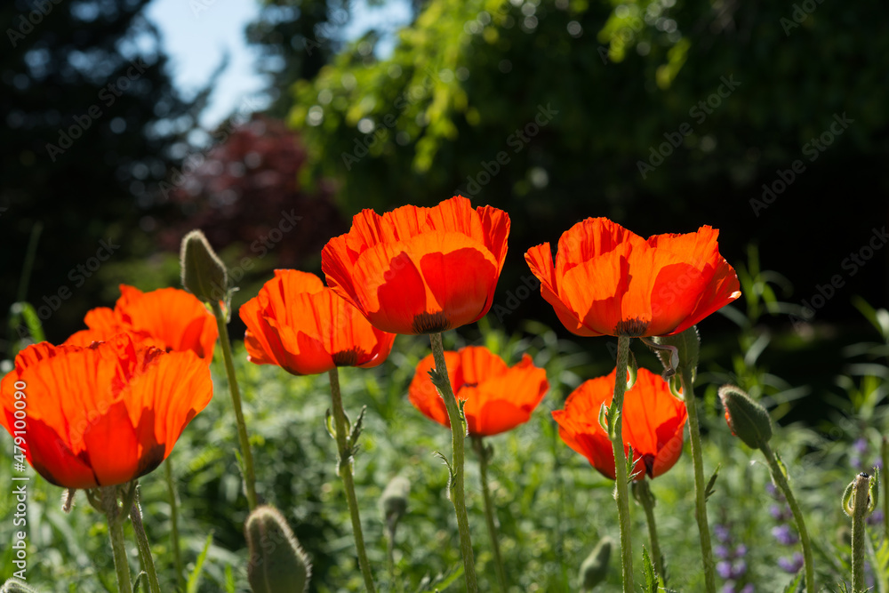 still orange flowers in the garden with trees and sky still orange flowers in the garden with trees and sky