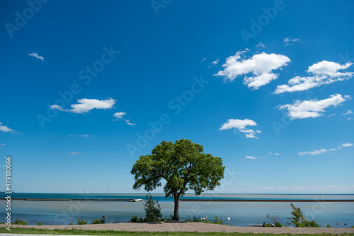 tree on the shore of a lake