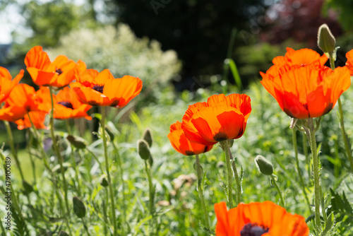 garden scene with orange flowers  backlit by the sun  