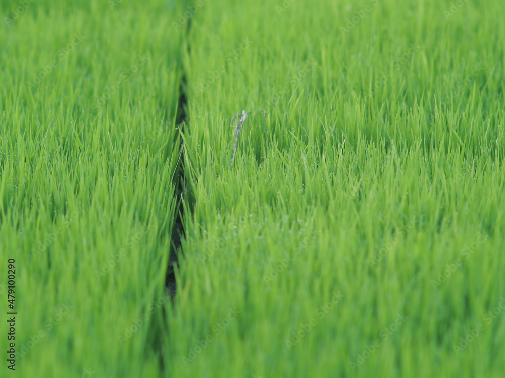Rice seedlings cultivated by Asian farmers