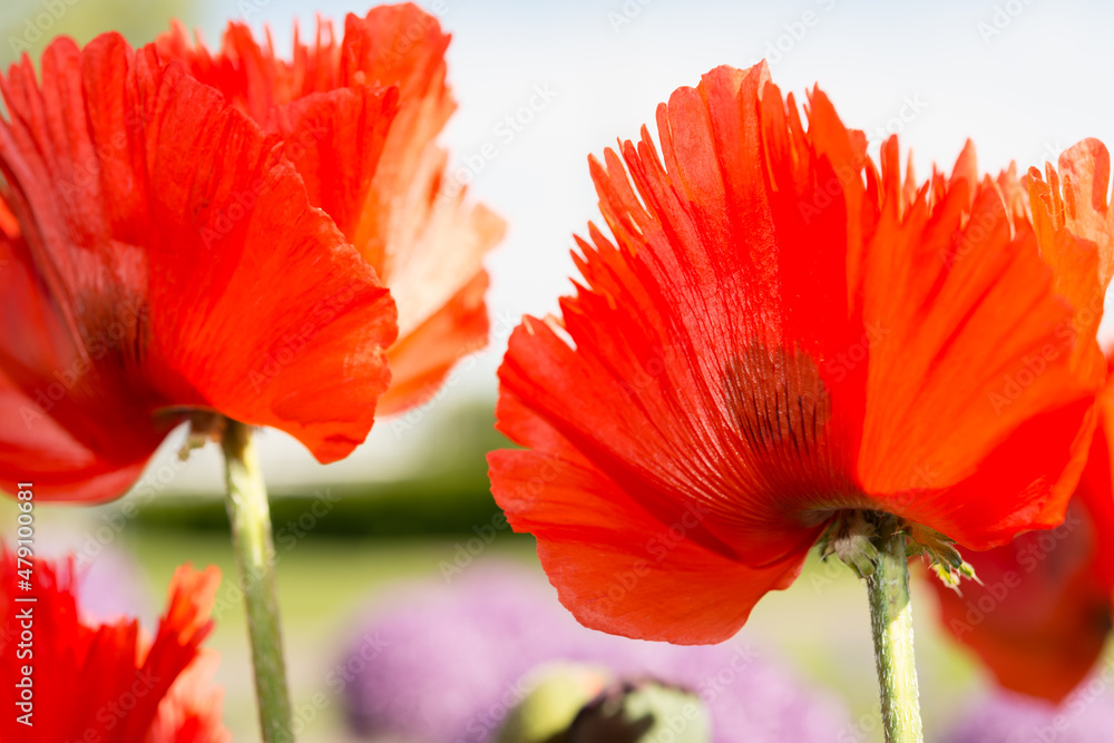 Obraz premium two flowers close up