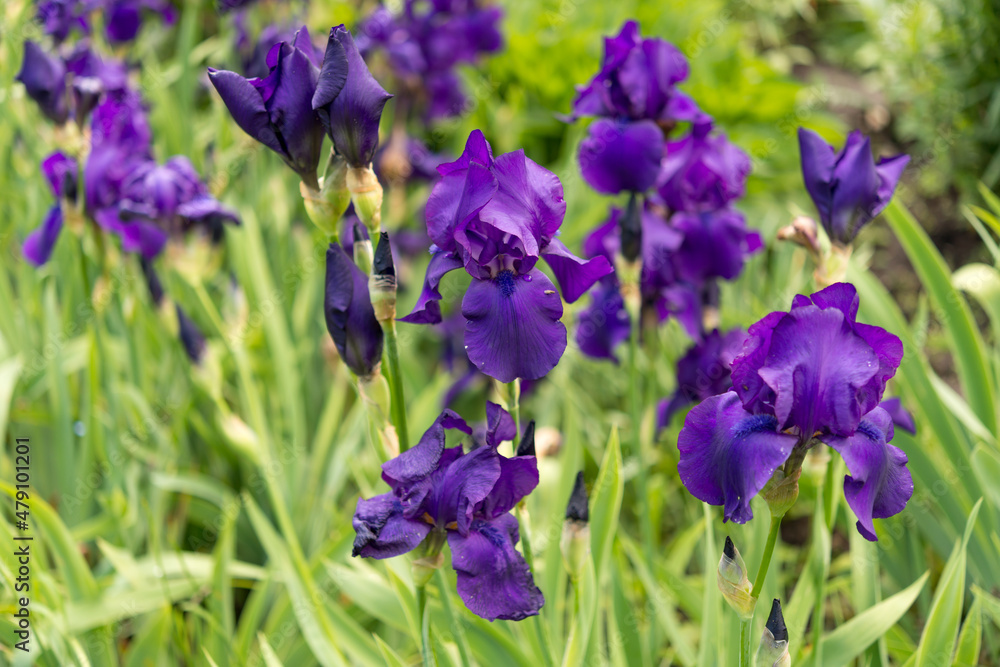 purple iris flowers