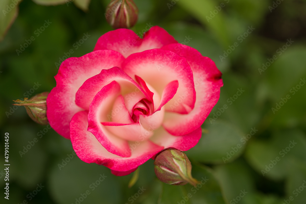 pink and white flower with buds in the garden pink and white flower with buds in the garden