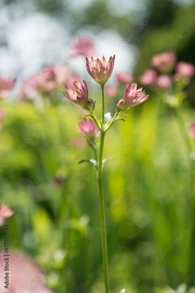 pink flowers in the garden pink flowers in the garden