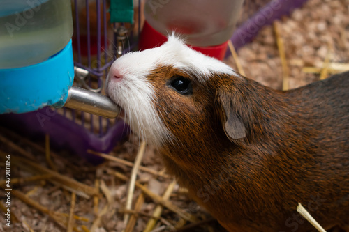 Close up of a brown and white Guinea pig or andean "Cuy" drinking water. Cute fluffy pet. Domestic animals responsability. Love and affection. Rodent mascot.