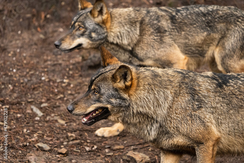 Fotografie, Obraz Two Iberian wolves that are part of a bigger wolfpack walking in the forest following the alpha male and female