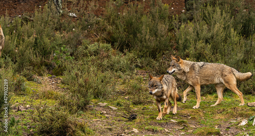 Obraz na plátně Two Iberian wolves that are part of a bigger wolfpack walking in the forest following the alpha male and female