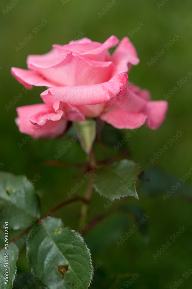 blemished rose leaves with flower in the background blemished rose leaves with flower in the background