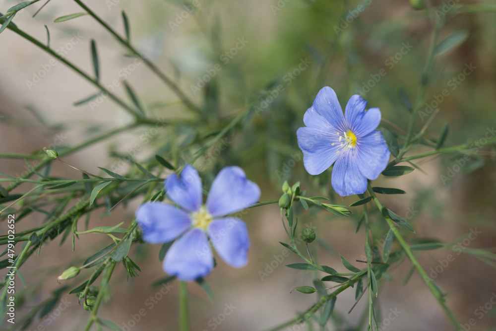 Linum usitatissimum or flax linseed flowers Linum usitatissimum or flax linseed flowers