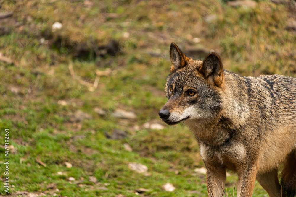 Photo of an Iberian wolf that was rescued from a zoo and lives in semi-freedom in the Iberian Wolf Centre in Zamora, Spain.