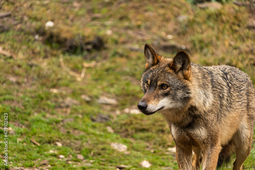 Photo of an Iberian wolf that was rescued from a zoo and lives in semi-freedom in the Iberian Wolf Centre in Zamora  Spain.