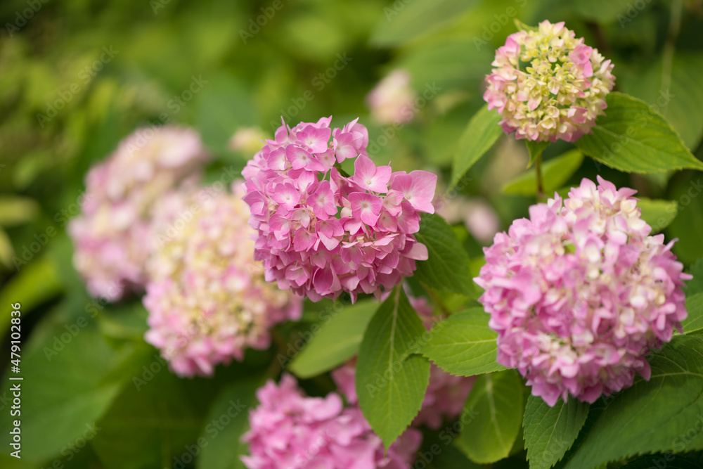pink hydrangea blossoms in even, blond light pink hydrangea blossoms in even, blond light