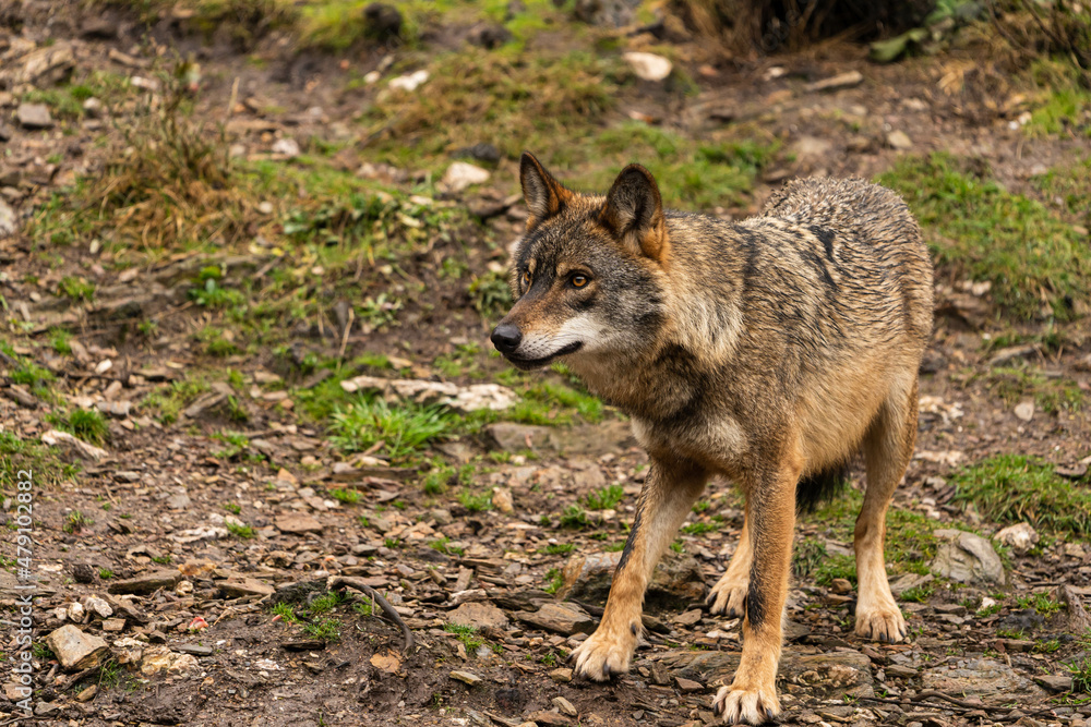 Photo of an Iberian wolf that was rescued from a zoo and lives in semi-freedom in the Iberian Wolf Centre in Zamora, Spain. Photo of an Iberian wolf that was rescued from a zoo and lives in semi-freedom in the Iberian Wolf Centre in Zamora, Spain.
