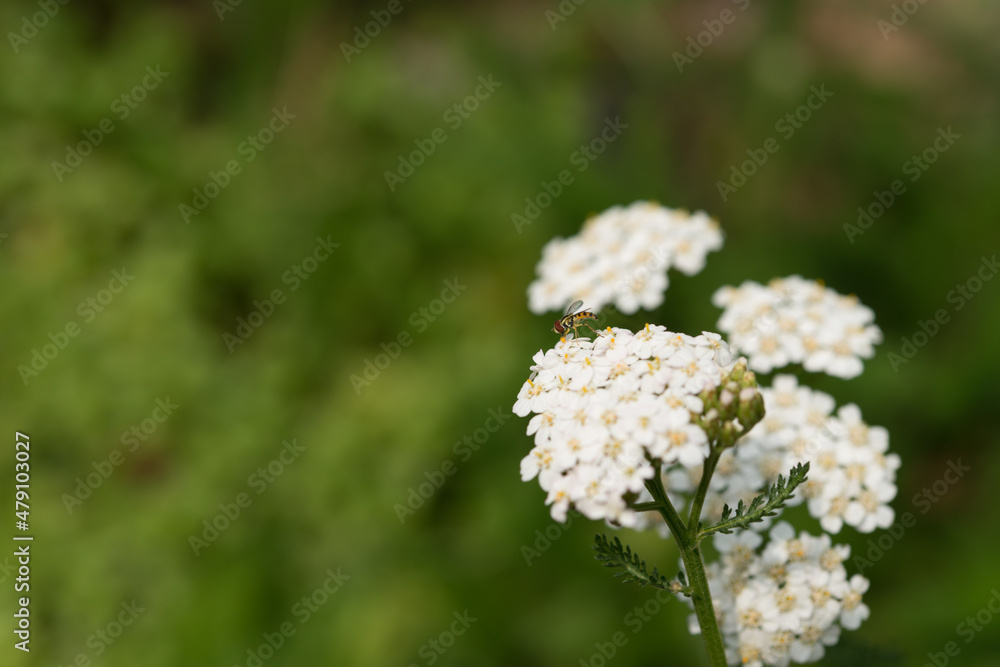 close up of white Achillea millefolium flowers close up of white Achillea millefolium flowers