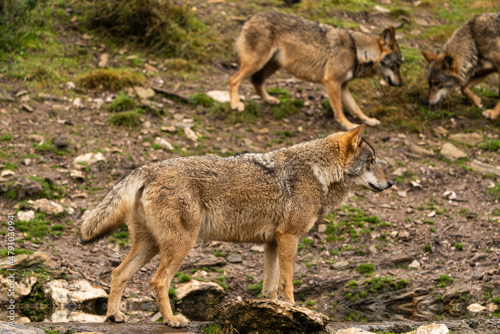 Close-up photo of an Iberian wolf with two of his siblings in the background who are looking for any trace that any prey may have left. Zamora, Spain.