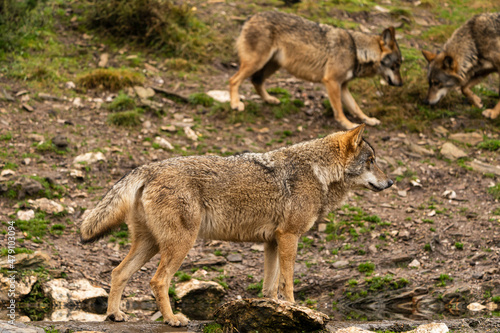 Close-up photo of an Iberian wolf with two of his siblings in the background who are looking for any trace that any prey may have left. Zamora, Spain.