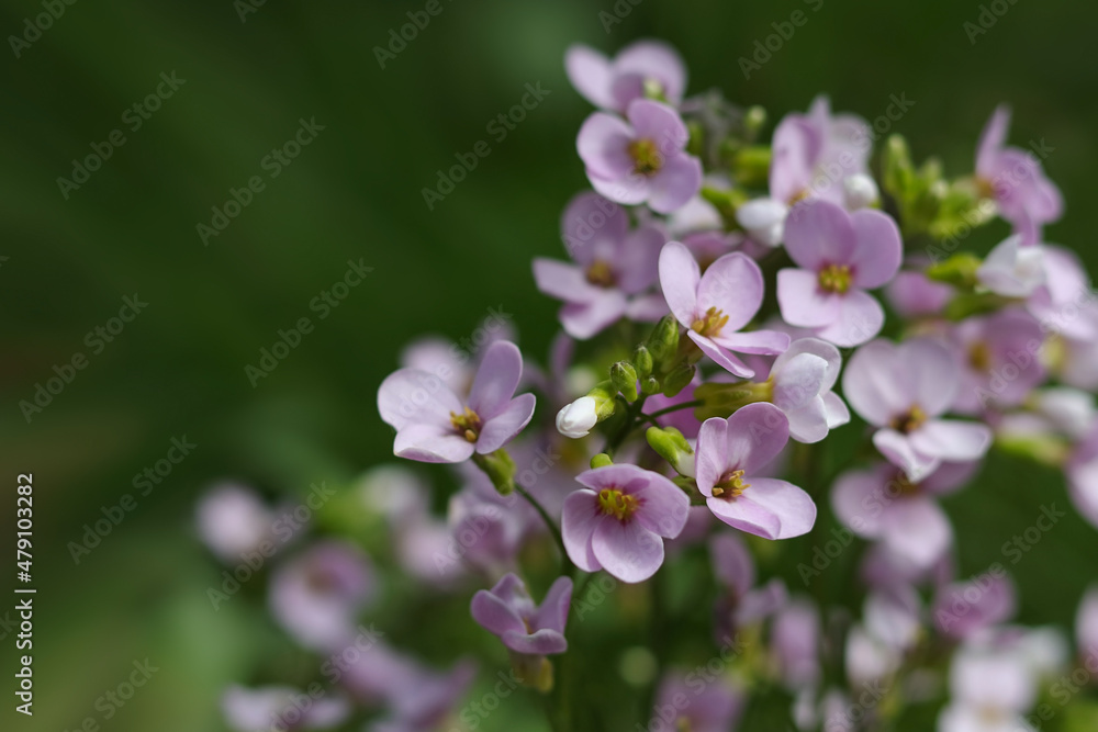 Pink small small flowers with blurred selective focus on a green background. Floral natural background. Beauty in nature. Delicate pink flowers. Nature concept for design. Spring flowers Pink small small flowers with blurred selective focus on a green background. Floral natural background. Beauty in nature. Delicate pink flowers. Nature concept for design. Spring flowers