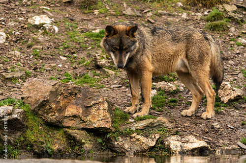 фотографія Close-up photo of an Iberian wolf drinking water from an artificial pond built by the farmers in the mountain so their animals can stop and drink during summer