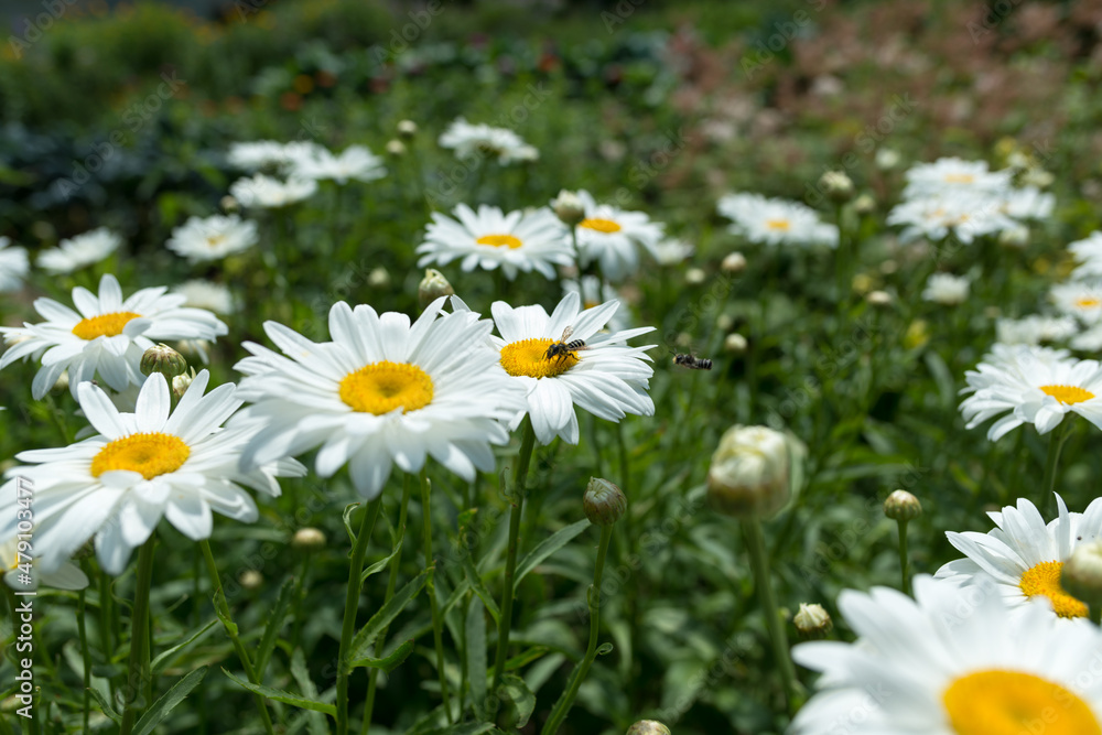 Fototapeta premium daisies in a field