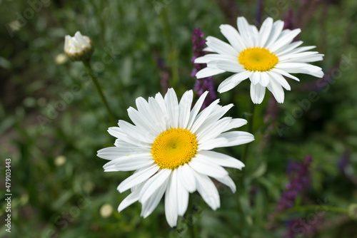 daisies in a garden