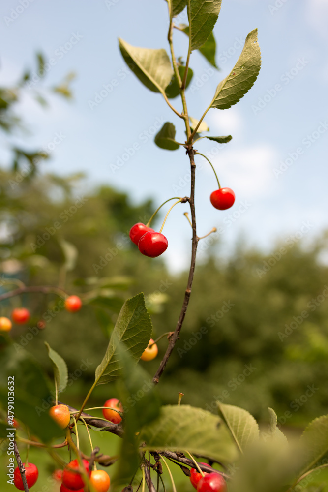 sour or tart cherries on the branch and blue sky with clouds