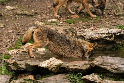 Wallpaper Mural Close-up photo of an Iberian wolf taking a bath in an artificial pond built by the farmers in the mountain so their animals can stop and drink during summer. Torontodigital.ca