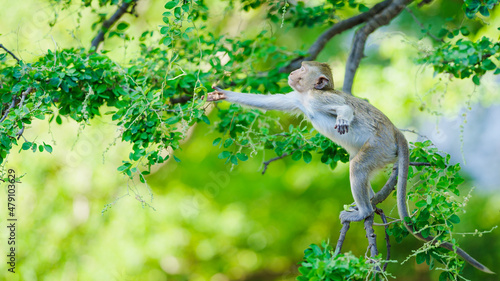 Canvas Print The monkey on the tamarind tree was staring at the tamarind for food