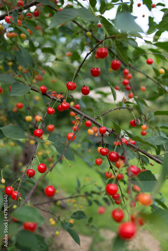 sour or tart cherries on the tree