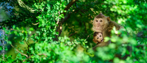 A mother monkey protects her cub on a tamarind tree.