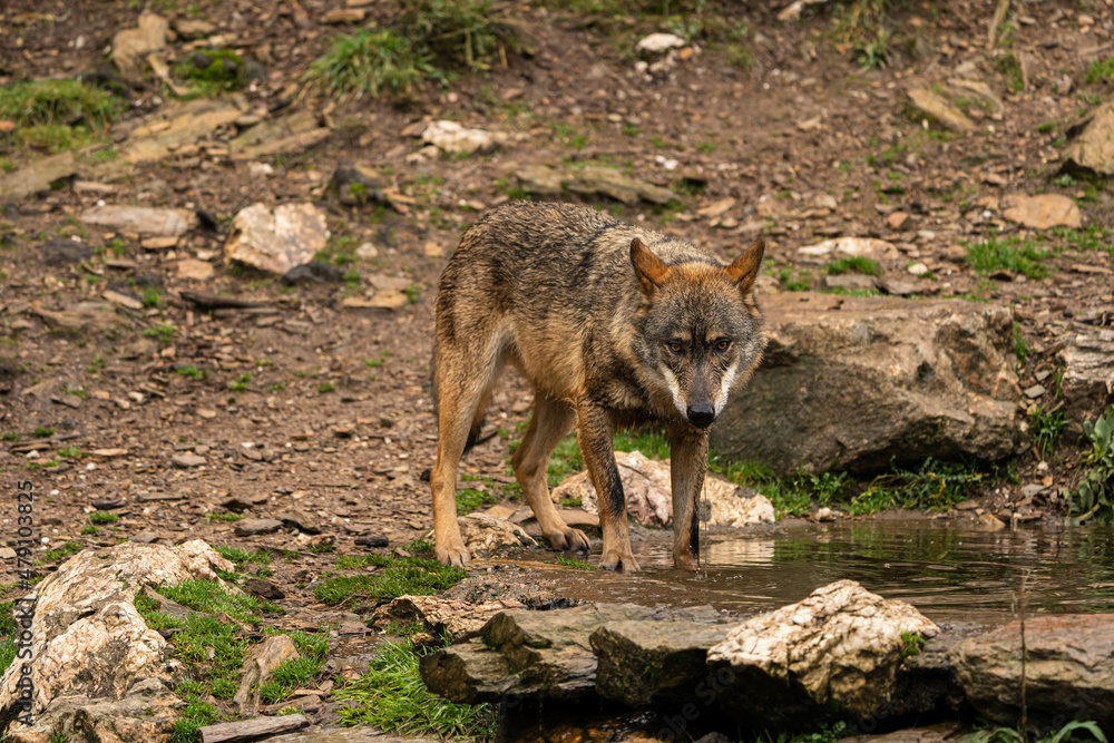 Obraz premium Close-up photo of an Iberian wolf drinking water from an artificial pond built by the farmers in the mountain so their animals can stop and drink during summer.