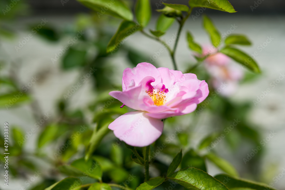 pink rosa with abstract foliage background pink rosa with abstract foliage background