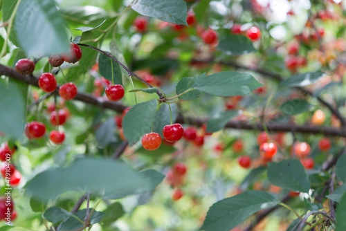 mostly ripe sour cherries on a tree 