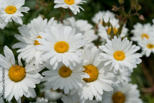 daisies in a garden