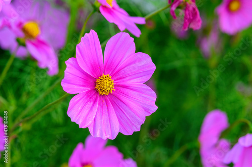 Cosmos flowers with the soft natural background