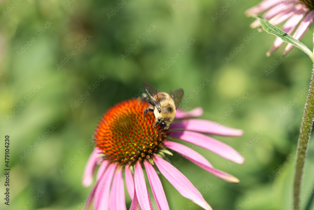 close up of coneflower and bumblebee close up of coneflower and bumblebee