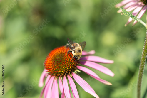 close up of coneflower and bumblebee