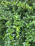 fresh green Carmona retusa leaves in nature garden