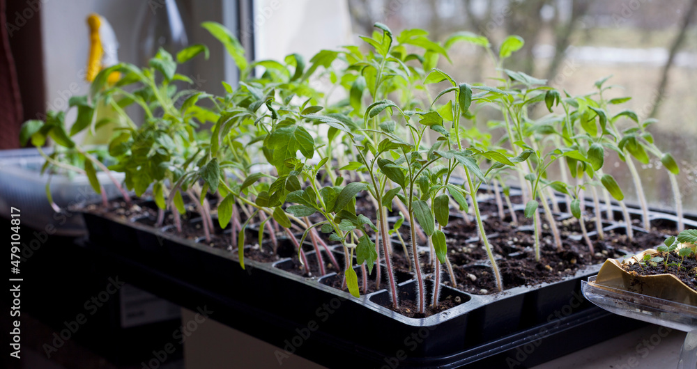 Tomato seedlings growing in a plastic multitray on a sunny windowsill. Tomato seedlings growing in a plastic multitray on a sunny windowsill.