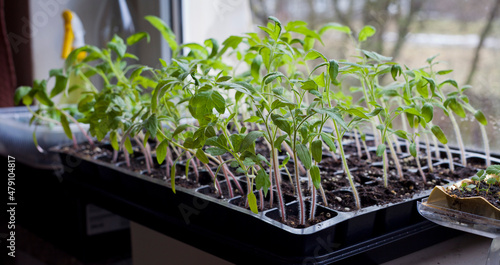 Tomato seedlings growing in a plastic multitray on a sunny windowsill.