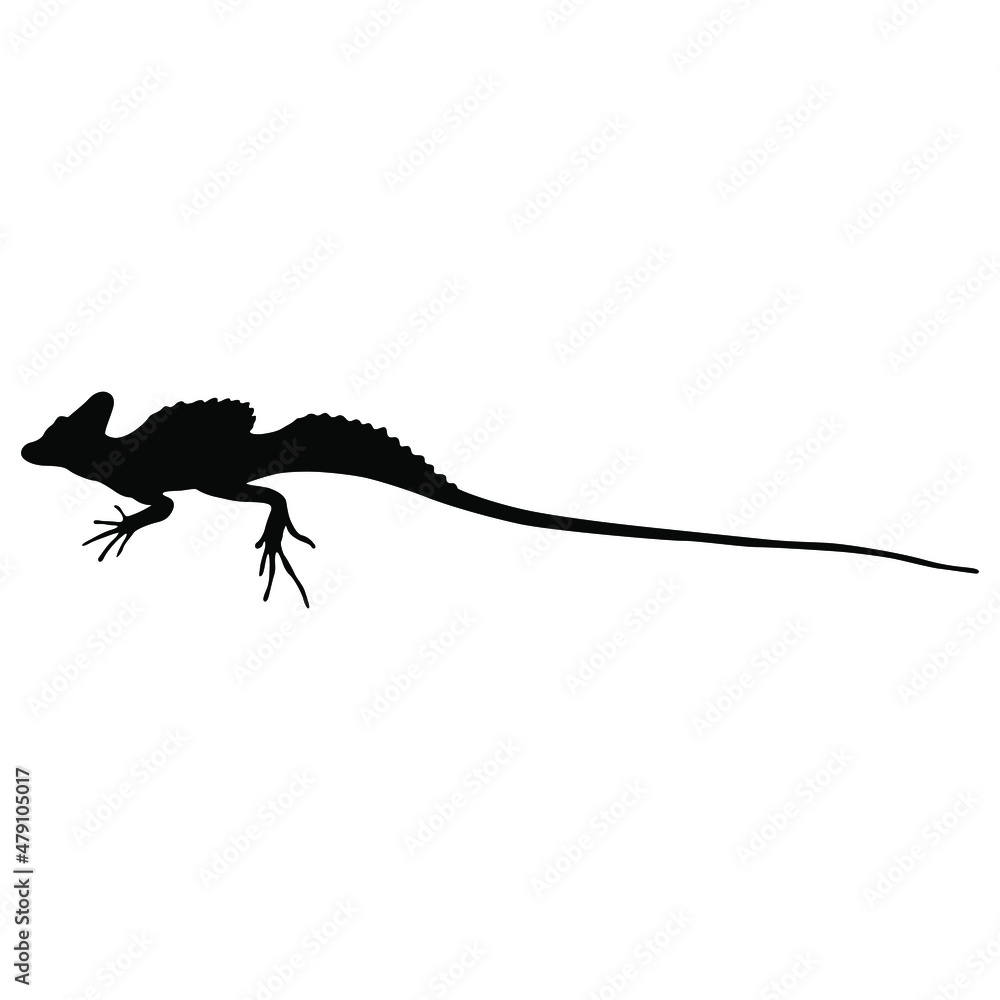 Common basilisk lizard. (Basiliscus Basiliscus). Isolated vector ...