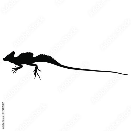 Common basilisk lizard. (Basiliscus Basiliscus). Isolated vector illustration. Black silhouette on white background. photo