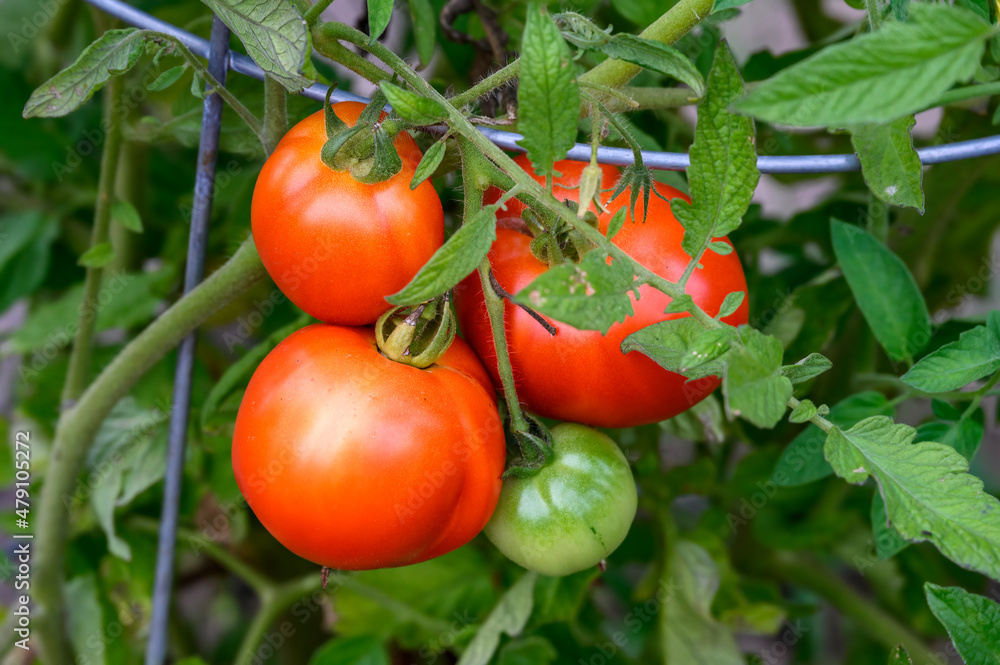 Hybrid tomatoes growing in a kitchen garden supported by wire cages, ripe and unripe tomatoes
