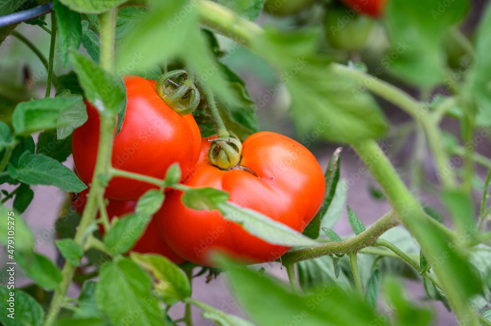 Hybrid tomatoes growing in a kitchen garden supported by wire cages, ripe and unripe tomatoes
